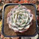 Echeveria 'Orange Monroe' 3" Succulent Plant Cutting