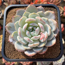 Echeveria 'Orange Monroe' 3" Succulent Plant Cutting