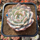 Echeveria 'Orange Monroe' 3" Succulent Plant Cutting