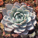 Echeveria 'Cream Sun' 6" Powdery Succulent Plant Cutting