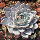 Echeveria 'Cream Sun' 6" Powdery Succulent Plant Cutting