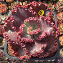 Echeveria 'Wedding Dress' 5" Succulent Plant Cutting