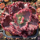 Echeveria 'Wedding Dress' 5" Succulent Plant Cutting