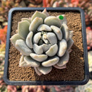 Pachyphytum 'Snow Queen' Mutated 3" Succulent Plant Cutting