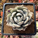Pachyphytum 'Snow Queen' Mutated 3" Succulent Plant Cutting