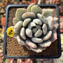 Pachyphytum 'Snow Queen' Mutated 3" Succulent Plant Cutting