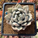 Pachyphytum 'Snow Queen' Mutated 3" Succulent Plant Cutting