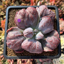 Echeveria 'Botan' 2"-3" Succulent Plant Cutting