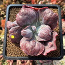 Echeveria 'Botan' 2"-3" Succulent Plant Cutting