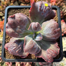 Echeveria 'Botan' 2"-3" Succulent Plant Cutting