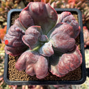 Echeveria 'Botan' 2"-3" Succulent Plant Cutting
