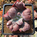 Echeveria 'Botan' 2"-3" Succulent Plant Cutting