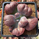 Echeveria 'Botan' 2"-3" Succulent Plant Cutting
