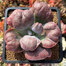 Echeveria 'Botan' 2"-3" Succulent Plant Cutting