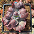 Echeveria 'Botan' 2"-3" Succulent Plant Cutting