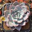Echeveria 'Ivory' (Sanga) 4" Large Succulent Plant Cutting