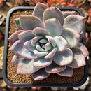Echeveria 'Ivory' (Sanga) 4" Large Succulent Plant Cutting