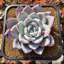 Echeveria 'Ivory' (Sanga) 4" Large Succulent Plant Cutting