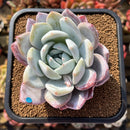 Echeveria 'Ivory' (Sanga) 4" Large Succulent Plant Cutting