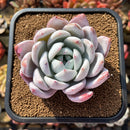 Echeveria 'Ivory' (Sanga) 4" Large Succulent Plant Cutting