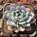 Echeveria 'Ivory' (Sanga) 4" Large Succulent Plant Cutting