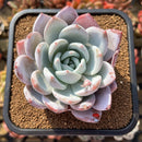 Echeveria 'Ivory' (Sanga) 4" Large Succulent Plant Cutting