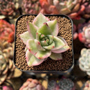 Echeveria Agavoides 'Elkhorn' Variegated 1" Succulent Plant Cutting