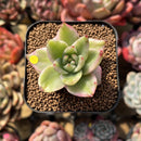 Echeveria Agavoides 'Elkhorn' Variegated 1" Succulent Plant Cutting