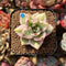 Echeveria Agavoides 'Elkhorn' Variegated 1" Succulent Plant Cutting