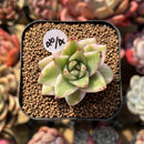 Echeveria Agavoides 'Elkhorn' Variegated 1" Succulent Plant Cutting