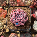 Echeveria 'Vita Cherry' 2" Succulent Plant Cutting