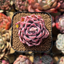 Echeveria 'Vita Cherry' 2" Succulent Plant Cutting