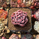 Echeveria 'Vita Cherry' 2" Succulent Plant Cutting