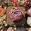 Echeveria 'Vita Cherry' 2" Succulent Plant Cutting