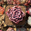 Echeveria 'Vita Cherry' 2" Succulent Plant Cutting