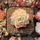 Echeveria 'Romantic Punch' 2" Succulent Plant Cutting