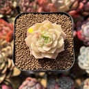 Echeveria 'Romantic Punch' 2" Succulent Plant Cutting