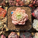 Echeveria 'Romantic Punch' 2" Succulent Plant Cutting