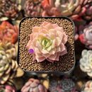 Echeveria 'Romantic Punch' 2" Succulent Plant Cutting