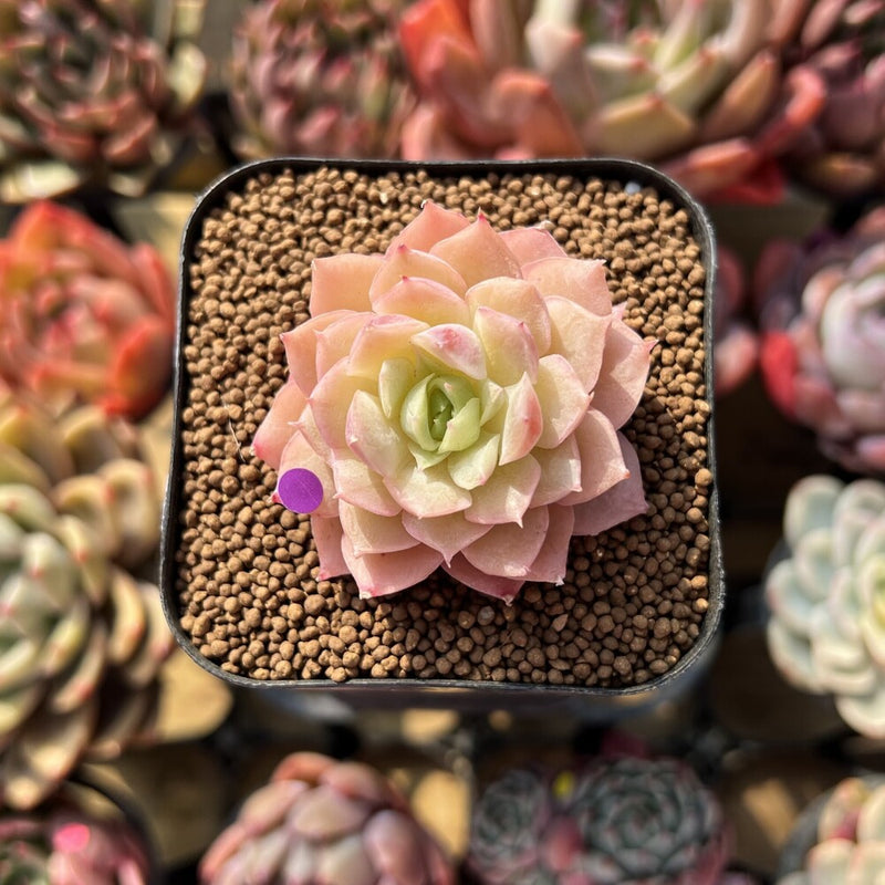 romantic succulent Echeveria 'Romantic Punch' 2" Succulent Plant Cutting