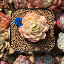 Echeveria 'Romantic Punch' 2" Succulent Plant Cutting