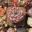 Echeveria 'Jackal' 2" Succulent Plant Cutting