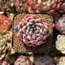 Echeveria 'Jackal' 2" Succulent Plant Cutting