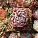 Echeveria 'Jackal' 2" Succulent Plant Cutting
