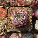 Echeveria 'Jackal' 2" Succulent Plant Cutting