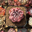 Echeveria 'Jackal' 2" Succulent Plant Cutting