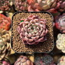 Echeveria 'Jackal' 2" Succulent Plant Cutting