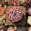 Echeveria 'Jackal' 2" Succulent Plant Cutting