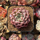 Echeveria 'Jackal' 2" Succulent Plant Cutting