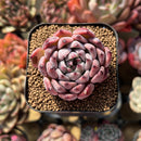Echeveria 'Jackal' 2" Succulent Plant Cutting